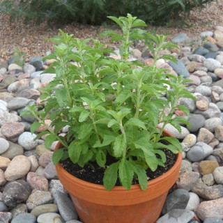 Stevia Extract, The Healthy Sweetener