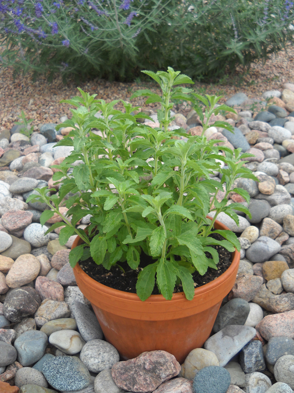 Stevia-Plant