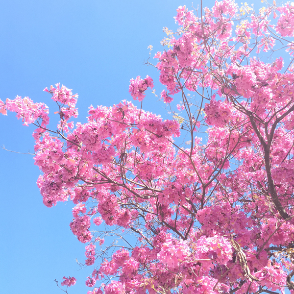 pink-tree