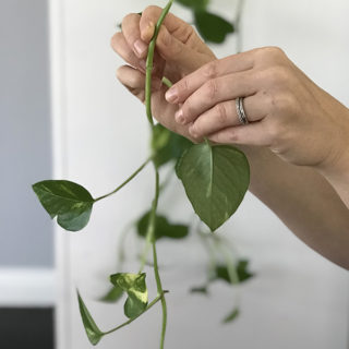 How to Grow Pothos Cuttings