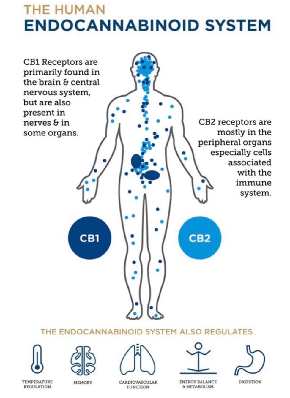 endocannabinoid system